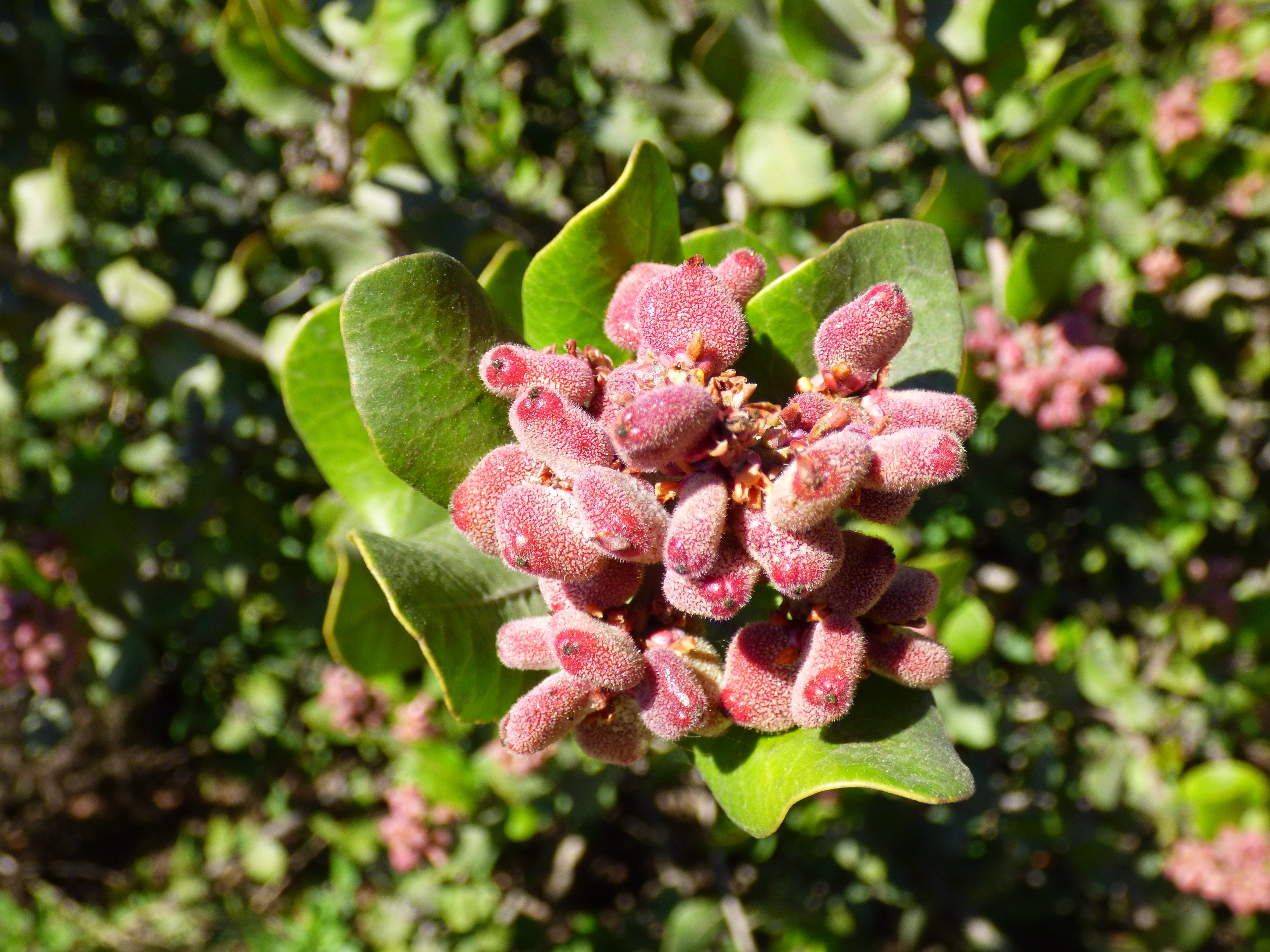 lemonade berry ca native los cerritos wetlands