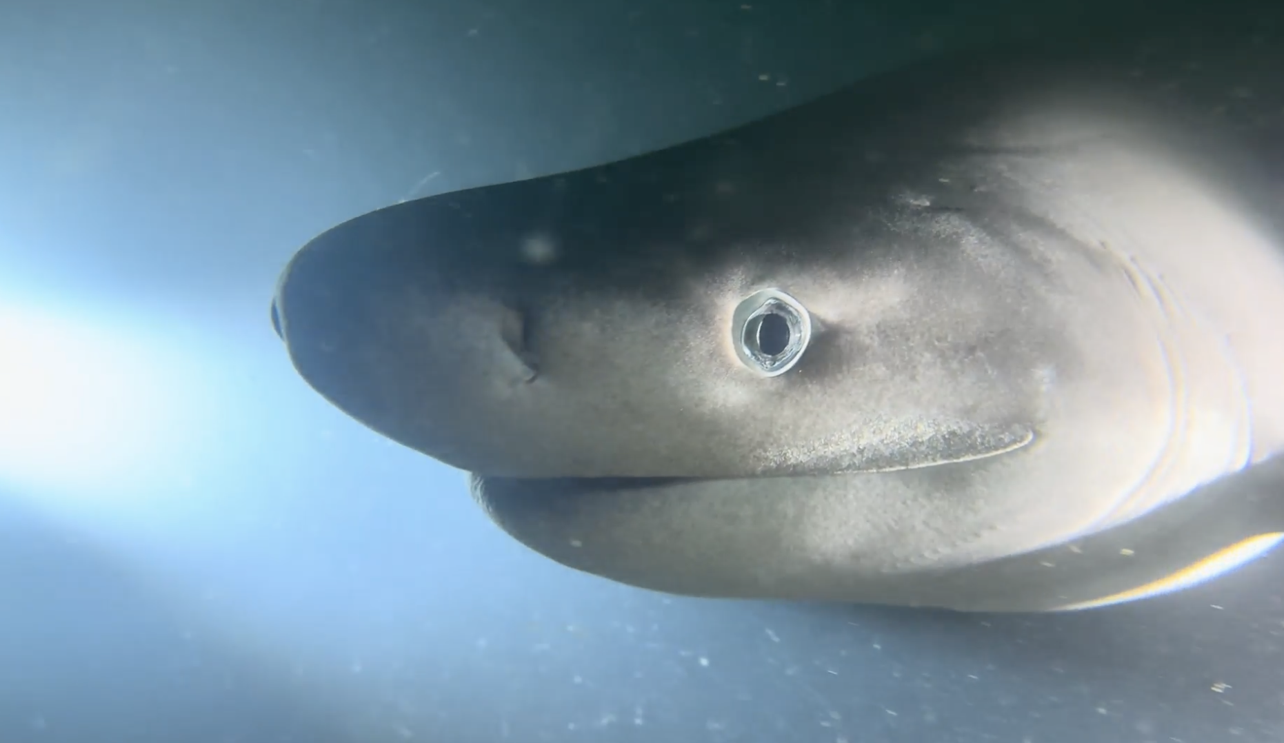 Six Gill Shark Bill 